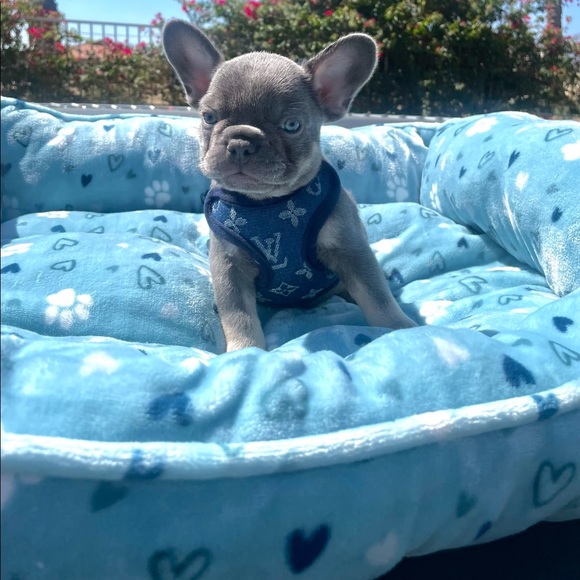 DOG HARNESS WITH MATCHING LEASH THE LV PRINT AND GUCCI PRINT IS SOLD - Picture 2 of 4